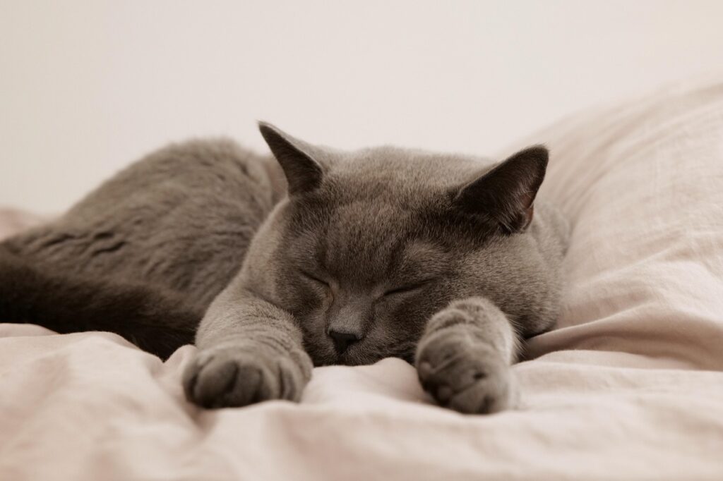 浮気の証拠収集中に眠れないあなたへ、効果的な対策は？